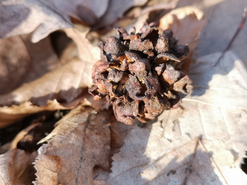 Hedgehog Gall Wasp