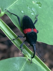 Cactophagus sanguinolentus image