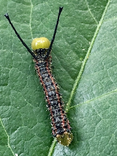 Southern Pink-striped Oakworm Moth