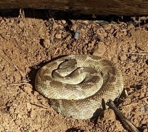 iNaturalist observation photo of Northern Pacific Rattlesnake