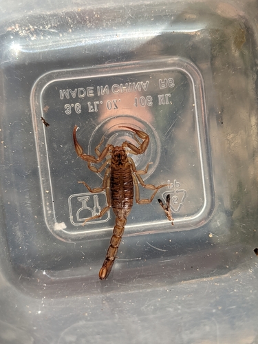 iNaturalist observation photo of Devil Scorpions