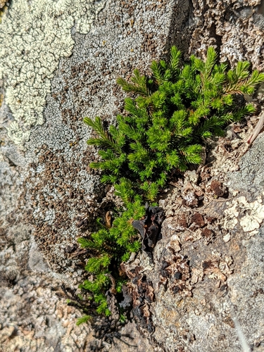 iNaturalist observation photo of Bigelow's Spikemoss