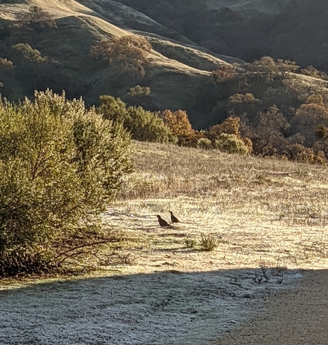 iNaturalist observation photo of California Quail