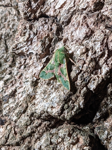 iNaturalist observation photo of Pacific Green Sphinx
