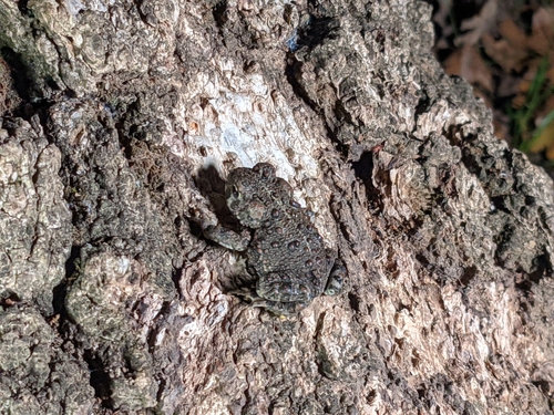 iNaturalist observation photo of Western Toad