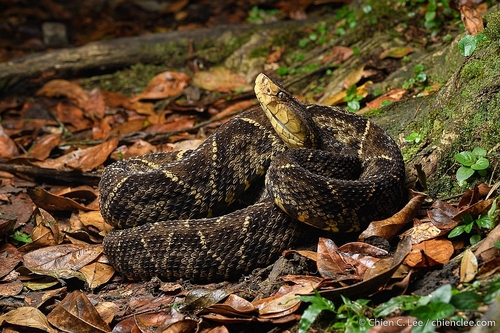 Terciopelo