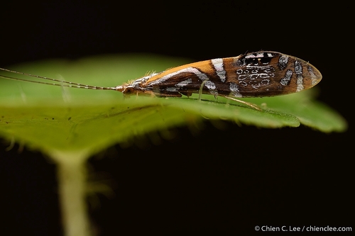 Nectopsyche tuanis