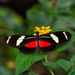 Heliconius ricini - Photo (c) Romilson Silva Lopes Junior, kaikki oikeudet pidätetään, lähettänyt Romilson Silva Lopes Junior