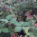 Rubus candicans - Photo (c) Archil Kvelashvili, all rights reserved, uploaded by Archil Kvelashvili