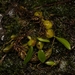 Bulbophyllum bracteatum - Photo (c) Sebastian Alker, todos los derechos reservados, uploaded by Sebastian Alker