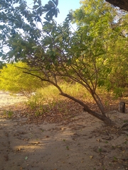 Plumeria rubra image