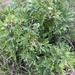 Paeonia californica - Photo (c) Randall Good, todos los derechos reservados, subido por Randall Good