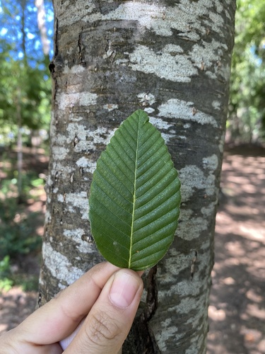 Rauli