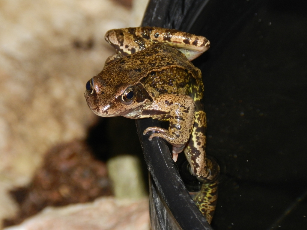 European Common Frog from 30 Elmbridge Rd, Ilford IG6 3SN, UK on May 11