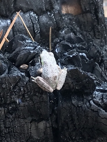 iNaturalist observation photo of Pacific chorus frog