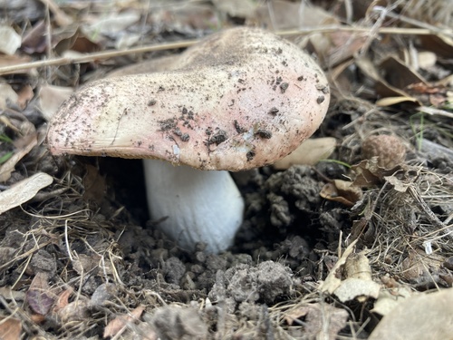 iNaturalist observation photo of Russula maculata