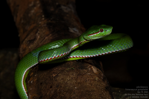 Kamaong Insect Photo 177667743, (c) Andaman Kaosung, all rights reserved, uploaded by ...