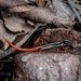 Top End Firetail Skink - Photo (c) Nico, all rights reserved, uploaded by Nico