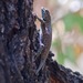 Hunsaker's Spiny Lizard - Photo (c) Bill Levine, all rights reserved, uploaded by Bill Levine