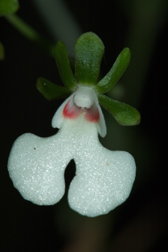 Oeonia rosea