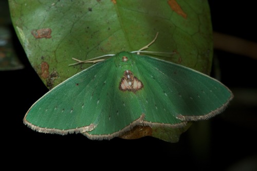 Blechroneromia