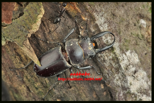 Prosopocoilus gracilis · BioDiversity4All