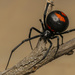 Chilean Redback Spider - Photo (c) Vicente Villablanca-Miranda, all rights reserved, uploaded by Vicente Villablanca-Miranda
