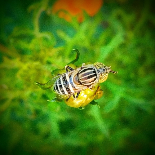 Big-headed Lagoon Fly