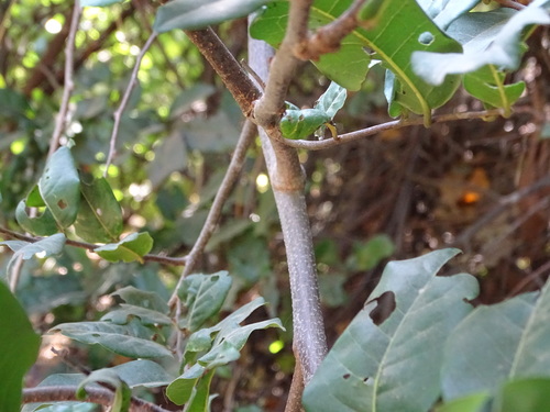 Combretum conchipetalum