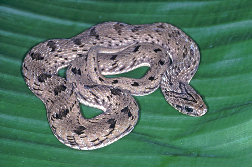 Spotted Night Adder