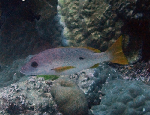 Onespot Snapper