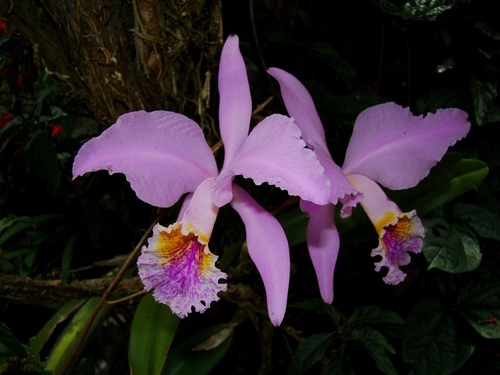 Cattleya mossiae