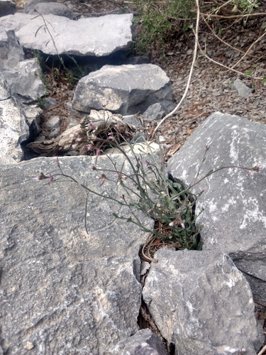Boechera nevadensis