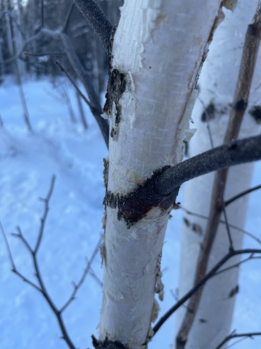 Alaska Paper Birch