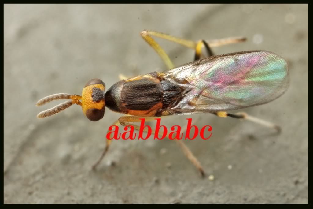Nonak Insect Neanastatus from 香港柴灣 on March 10, 2011 by aabbabc · iNaturalist
