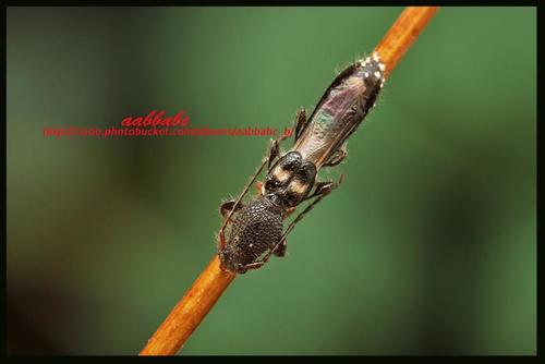 Leptepania