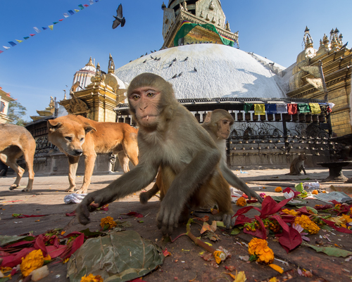 Rhesus Macaque