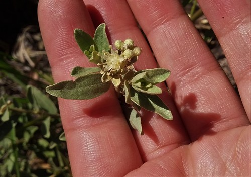 Croton catamarcensis