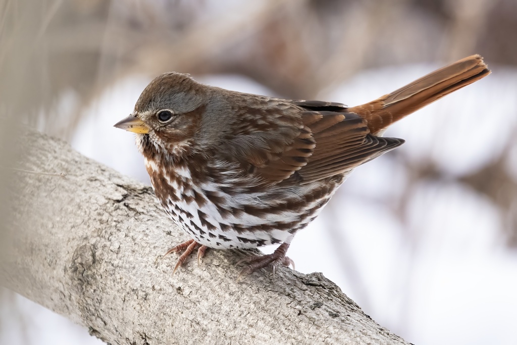 Fox Sparrow