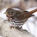 Fox Sparrow - Photo (c) Cody Bassindale, all rights reserved, uploaded by Cody Bassindale