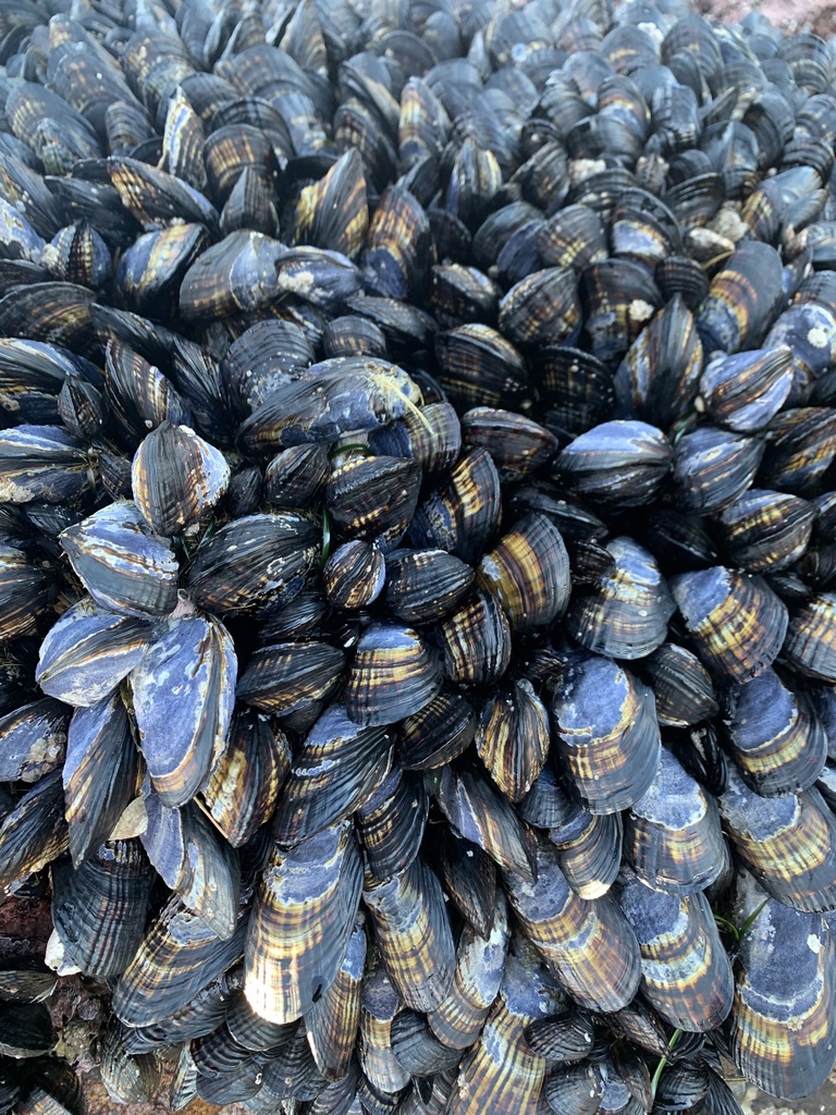 California Mussel From Monterey Bay, Pacific Grove, CA, US On January ...