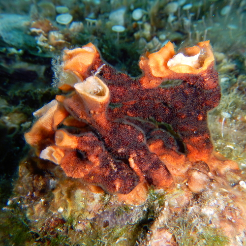 Branching bryozoan (Schizoporella errata)