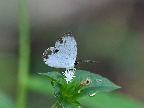 Forest Quaker
