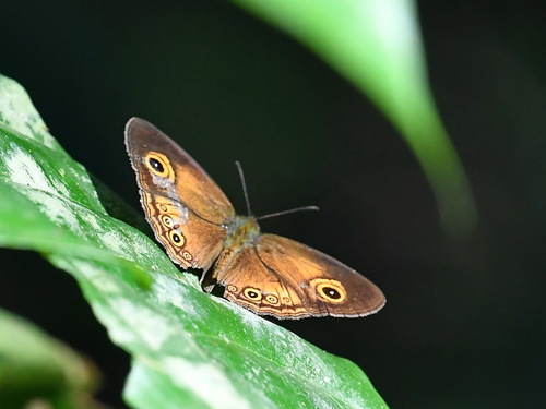 Mycalesis ita