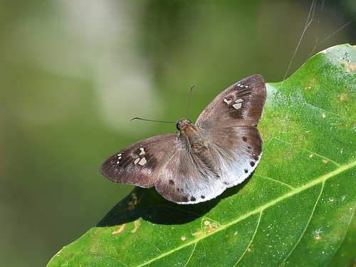 Pied Flat