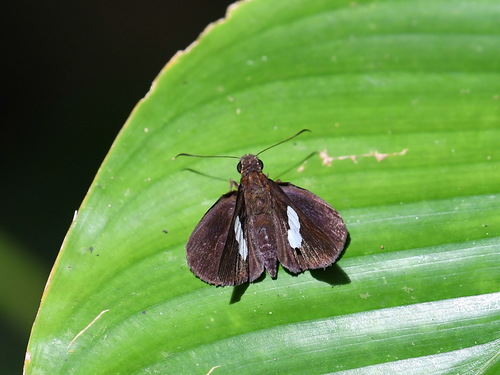 common banded demon