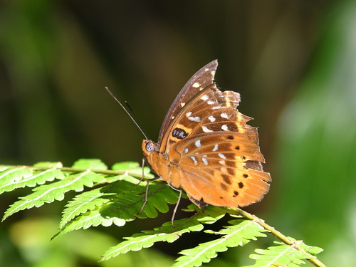 Orange Archduke