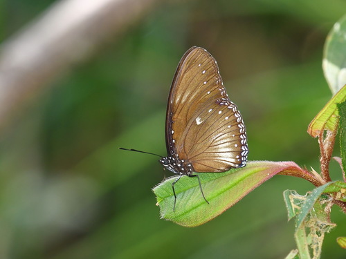Malayan Eggfly