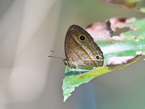Mycalesis ita