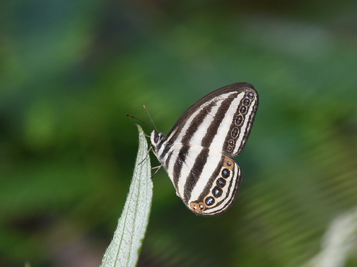 Ragadia crohonica